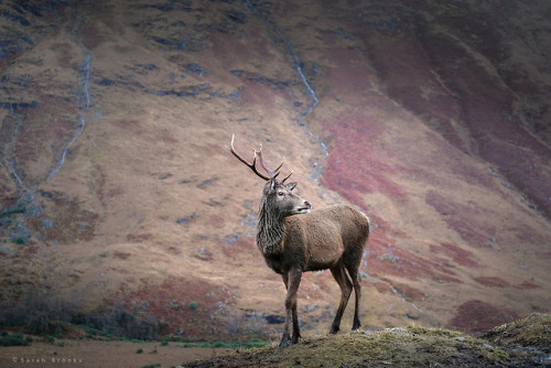 Dalness Doe by Sarah Brooks website | instagram | twitter