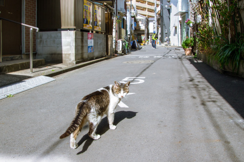 京島で出会った鋭い目つきのネコさんCats in Kyojima , TokyoA lively one with sharp eyes.