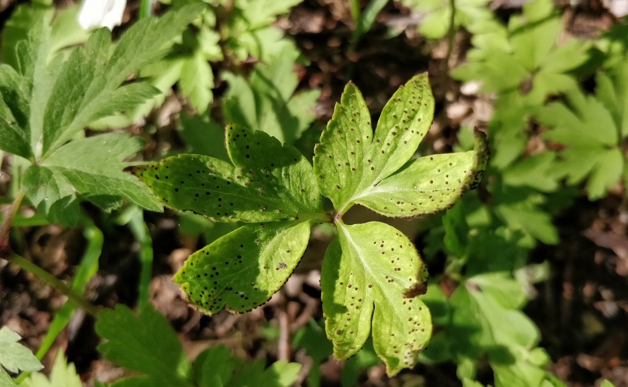 Two rust fungi on wood anemone (Anemone nemorosa): Ochropsora ariae (white pustules) and Tranzschelia anemones (deformed leaves and dark brown spores).