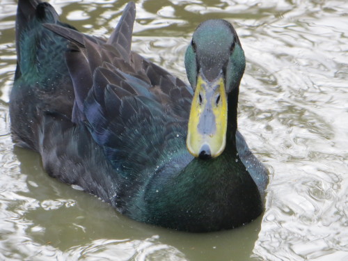 A very handsome boy, the gorgeous Bunbury drake at Alde Garden.