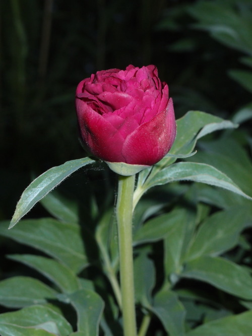 Paeonia humilis ‘Juhannuspioni’ — dwarf peony