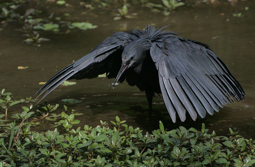 kinspirational:  bird wing references sources 1 - 2 - 3 - 4 - 5 - 6 - 7 - 8 - 9 - 10 