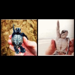 #raiseyourhands #turtlelife #saltwater