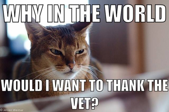 tastefullyoffensive:  This is a confusing holiday for pets. [via] 