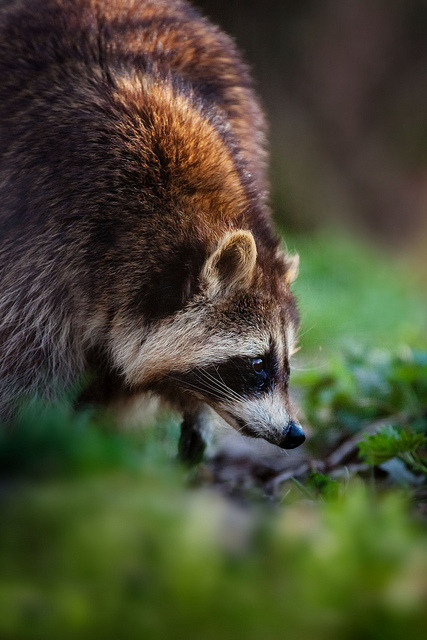 lvndscvpes:  Waschbär by Naturfotografie - Stefan Betz on Flickr. 