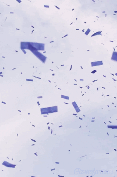 gizmofurious:  Electric Zoo 