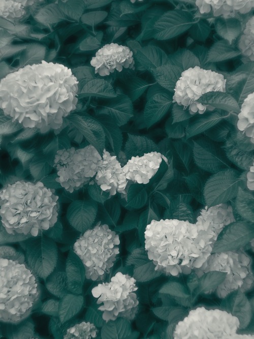 If Flowers Were Blooming In Heaven