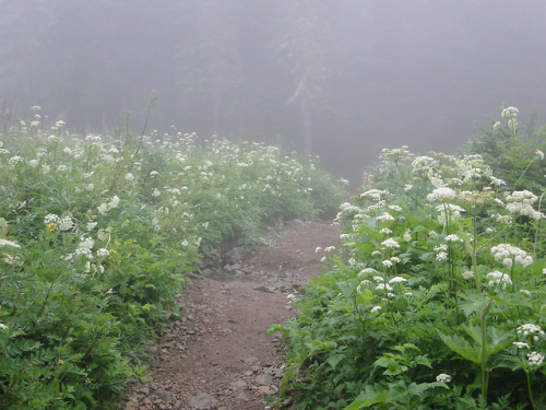 90377: Flowers on Spray Park lower trail. by bikejr