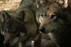 wolveswolves:    European wolves (Canis lupus lupus) by wolveswolves  