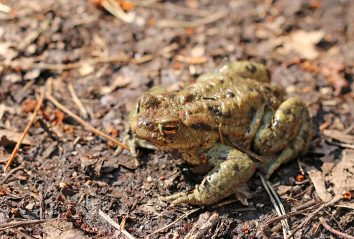 Common toad in the Gömmaren nature reserve, Huddinge, Sweden.