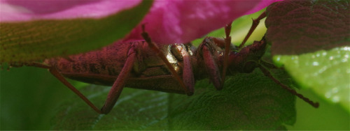 A longhorn beetle - Rhagium bifasciatum - hiding from photographers on the shady side of a rose peta