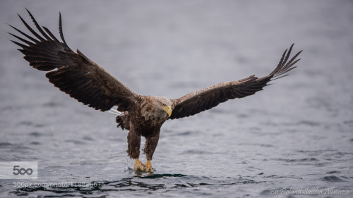 chepe1928: Sea Eagle by rolandalbanese