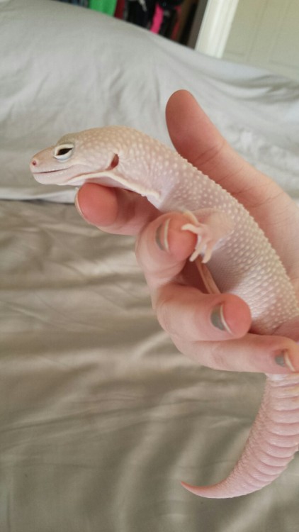 motherofgeckos:My wrinkle son is getting big.