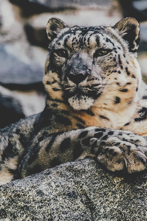 cxx-x:  Animals // Clouded Leopard © | Assured To Inspire 