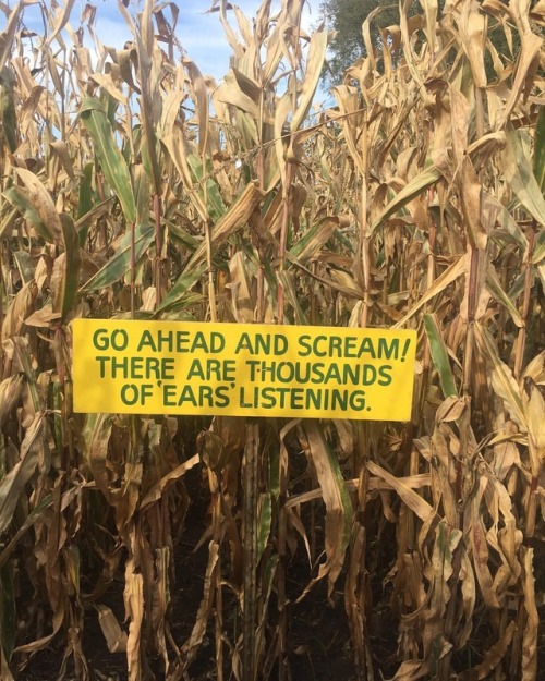 propheticfire:Corn maze shenanigans. (at Afton Apple Orchard)