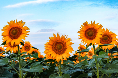 expressions-of-nature:by Shinichiro SakaMount Fuji, Japan