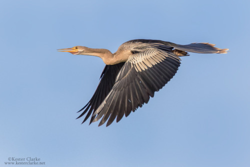 ainawgsd:The anhinga (Anhinga anhinga), sometimes called snakebird, darter, American darter, or wate