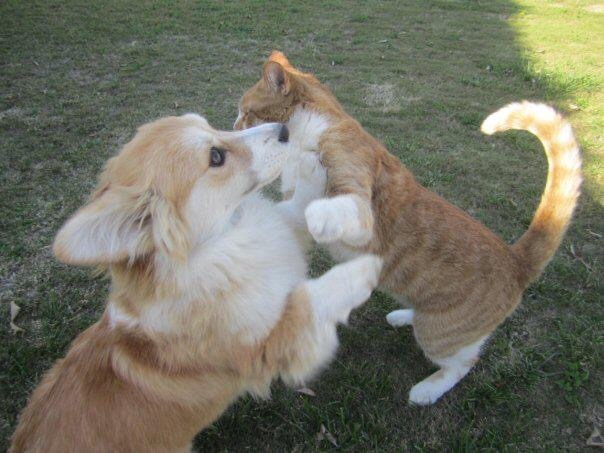 twosillycorgis:  Throw back Thursday to the romance between Jiggles and Sunny the