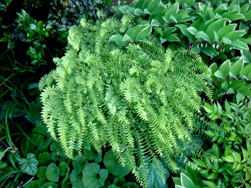 More from the foliage garden. Maidenhair ferns at the top.