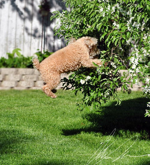 hello yes&hellip;birds i am dog