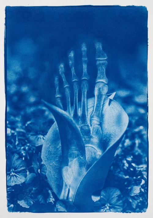 crystalline-aesthetics:Hu WeiyiBlue Bones (series). 2020, cyanotype on watercolor paper, wooden fram