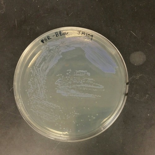 My E. coli babies are so beautiful.