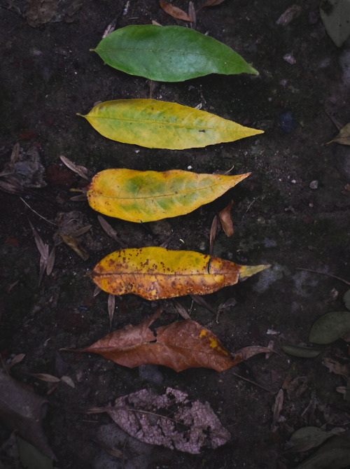 Autumn. DeivPhotographyProject. Rosario - Argentina.Follow me on instagram !