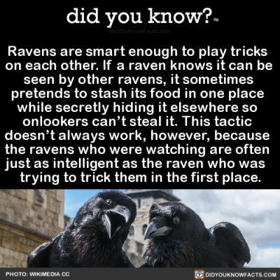 did-you-know:Ravens are smart enough to play tricks on each other. If a raven knows