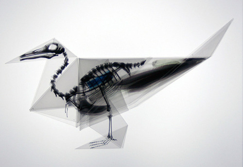 bird skeleton