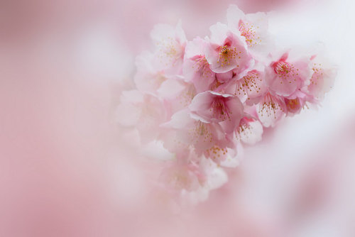 sakura 寒桜 by cate♪ on Flickr.