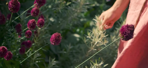 lovlae: anna wintour’s garden with miranda brooks