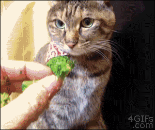 unimpressedcats:  hmm i’m not sure just give me a second to think about thi…. NGHARRNGHARRNGHARR GIMME DE BROCCOLI  