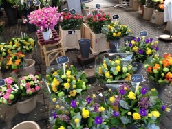 floewering:  amsterdam flower market