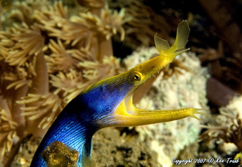 Blue Ribbon Eel (by DiverKen)