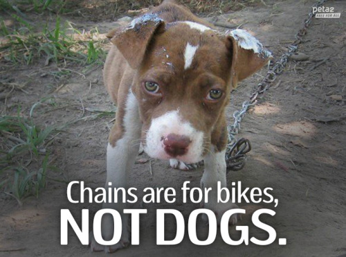 peta2:  Dogs are family. Family does NOT belong chained outside. http://peta2.me/2obko 