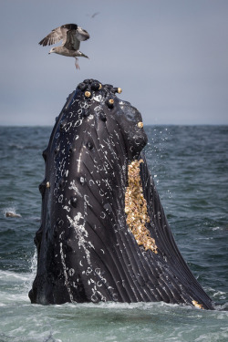 jaws-and-claws:  Western Gull Hovers over