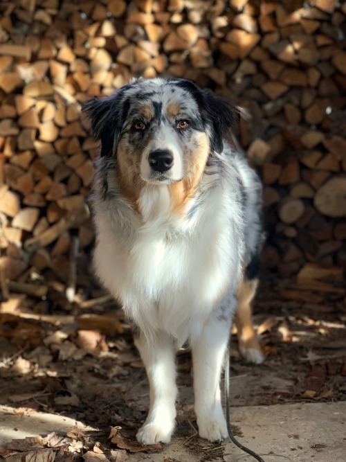 seagulley: Last weekend Kaija helped us with some yardwork. I was trying to clear fallen branches an