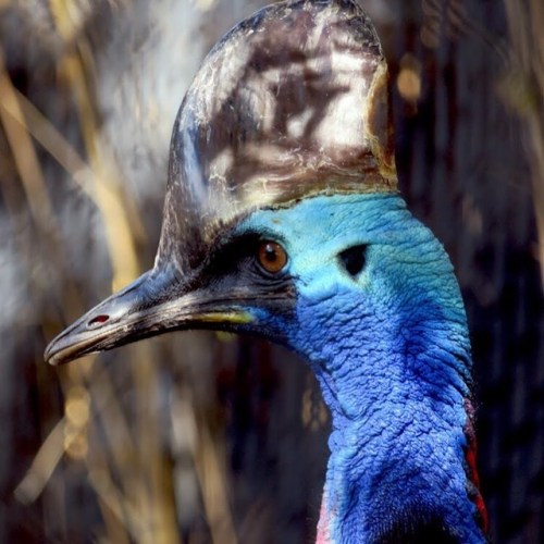 Cassowary have many stunning and intimidating features - bright coloration, immense size, and a gian