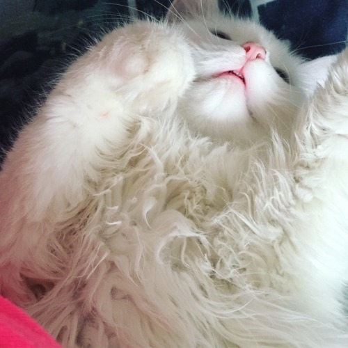 two-white-kitty-brothers: Teef