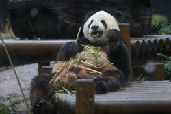 giantpandaphotos:  Ri Ri at the Ueno Zoo