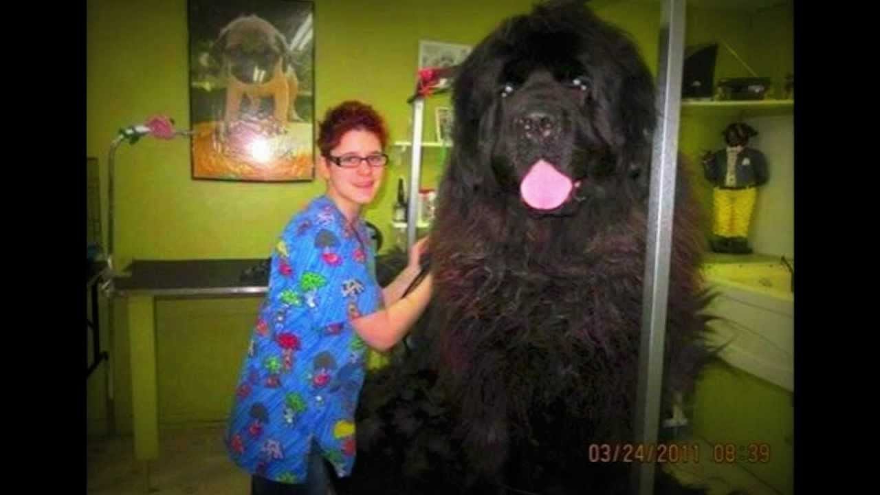 Giant Newfoundland Dog
(This must be fake)