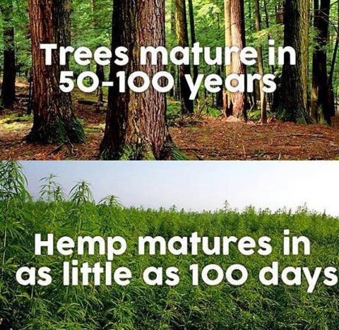 maevna:  phantom-solitaire:  fenrislorsrai:  magickandmoss:  temporarilypermanenturl:  benwinstagram:  kanyolo:  nuggetfucker98:  legalizeact:  #SaveTheTrees  I feel like an important message is trying to be communicated to me but I have no idea what