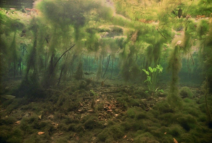 jedavu:  Mysterious Underwater Photos from Florida and Beyond by underwater photographer