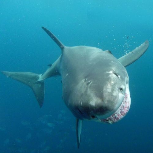 We are convinced that sometimes the sharks smile for the camera! Yesterday’s trip saw 4 different Gr