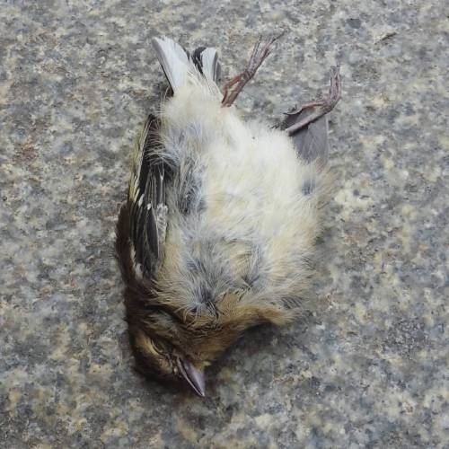 #deadbird #grünfink #chlorischloris #zeisig #europeangreenfinch #greenfinch #finch #passerine