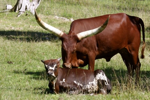 rhaalia:  wapiti3:    The Ankole-Watusi, also known as Ankole Longhorn is a breed of cattle originally native to Africa. Its large distinctive horns that can reach up to 8 ft (2.4 m) from tip to tip are used for defense and cooling by honeycombs of