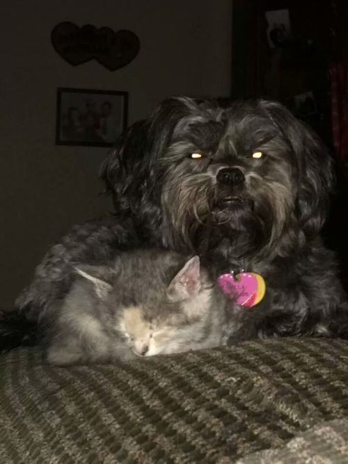 awwww-cute:  My friends shih tzu takes guarding their new kitty pretty seriously