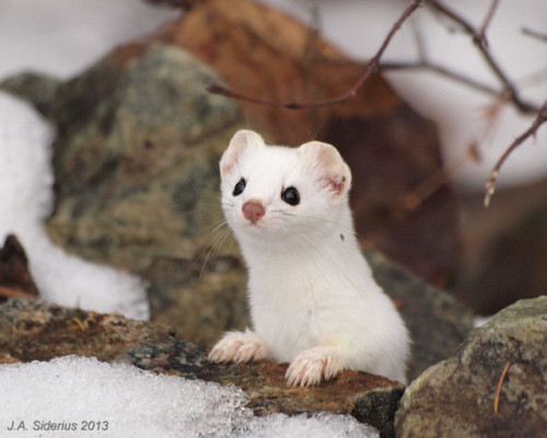 asylum-art:  Adorable Ermine in Snowy LandscapeErmine is a little and cute animal which has a pure white coat in winter, that’s why he is difficult to  see in snowy landscapes. Nevertheless, photographers presented below  succeed in catching the ermine’s