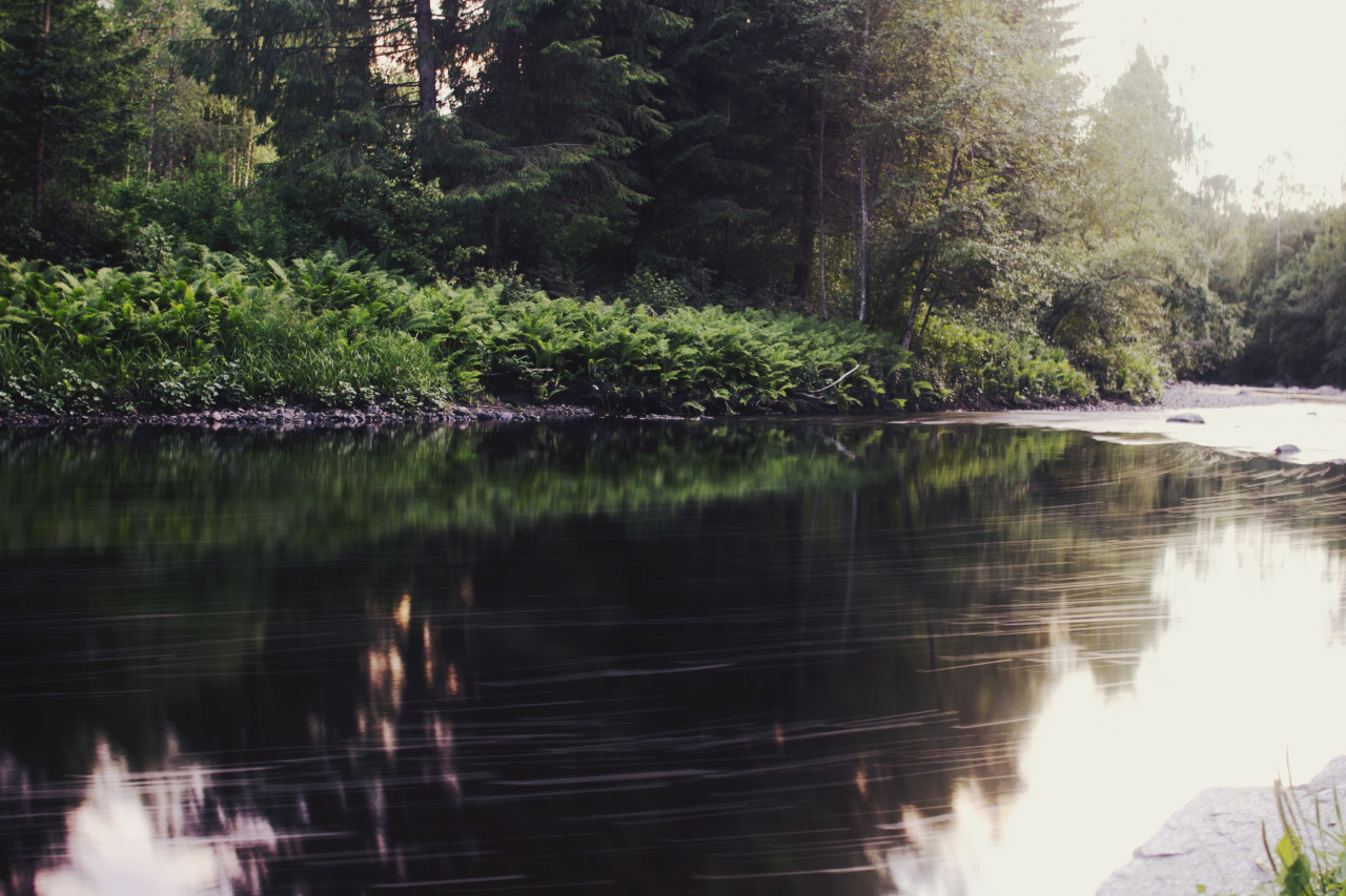 venelite:  how to disappear completely and never be found  