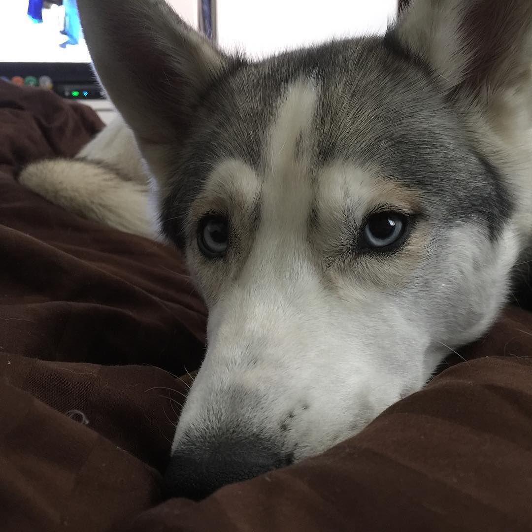 huskiesofig:  Instagram: eeveethehuskie HuskiesofInstagram | Instagram 
